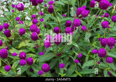 Gros plan de Gomphrena globosa - Globe Amaranth fleurs avec des gouttes de pluie en été. Banque D'Images