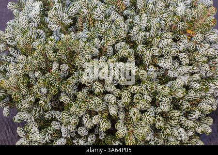 Vue de dessus du jeune Abies koreana 'Kohouts Ice Breaker' - sapin coréen avec des feuilles teintées blanches en automne. Banque D'Images