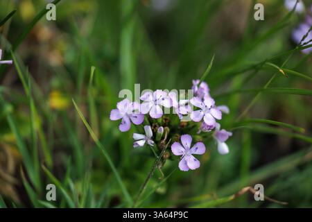 Délicates fleurs sauvages violettes dans une prairie verdoyante - photographiez en gros plan des fleurs sauvages violettes en fleurs entourées d'une herbe verte éclatante dans la nature. Banque D'Images