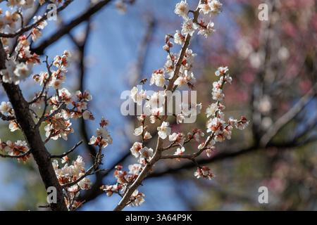 De tendres fleurs de prunes japonaises blanches roses ornent les branches d'arbres. La lumière du soleil filtre à travers les pétales sur fond de ciel bleu, créant une scène printanière sereine. Banque D'Images