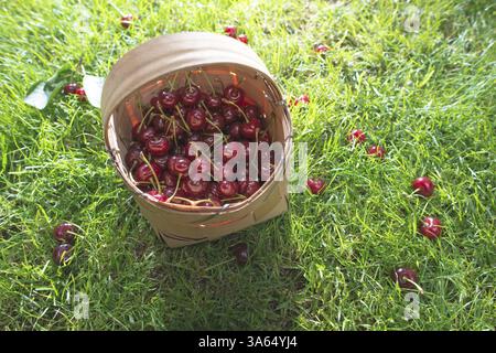 Des griottes dans panier sur pré vert. Journée ensoleillée Banque D'Images