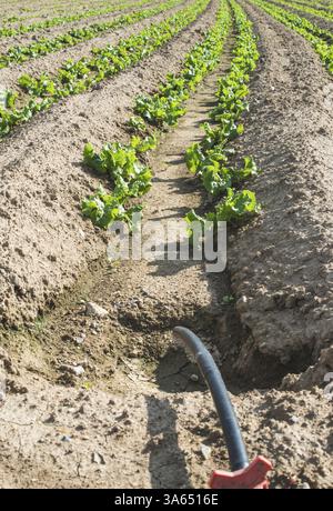 Tubes d'arrosage sur les grandes cultures de laitue Banque D'Images