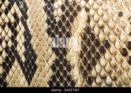 La texture de peau de serpent véritable. Close up du vrai texture de cuir Banque D'Images