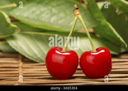 Deux Cerises close up. Branche avec feuilles. Studio shot Banque D'Images