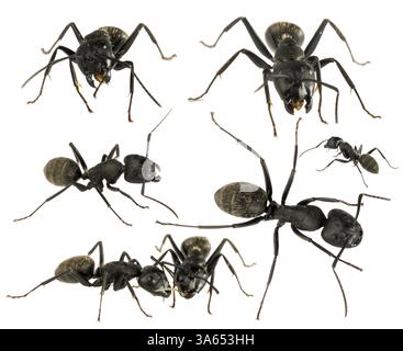 Fourmis noires isolées blanc studio shot Banque D'Images