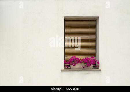 Mur Blanc et fenêtres de style vénitien avec des fleurs roses Banque D'Images