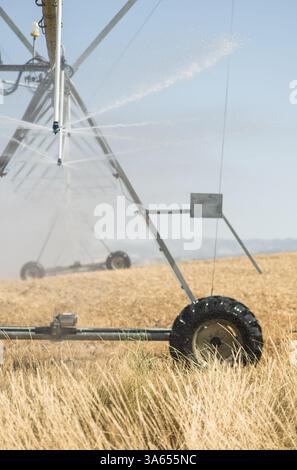 Les pulvérisateurs d'irrigation sur le terrain. Plantes jaune Banque D'Images