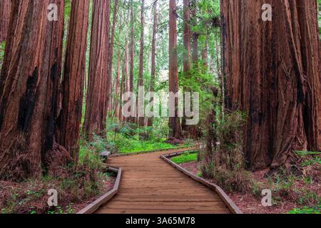 Old Growth Coast Redwood Trees via le sentier Boardwalk. Monument national de Muir Woods, comté de Marin, Californie, États-Unis. Banque D'Images