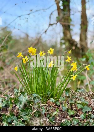 Narcissi, jonquilles printanières dans un bois Banque D'Images
