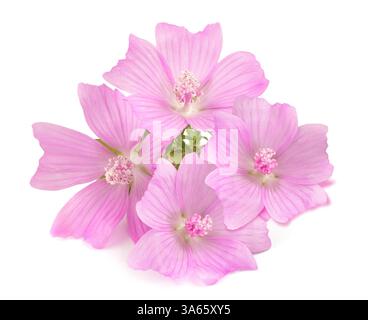 Fleurs de mousche plus grandes isolées sur fond blanc Banque D'Images