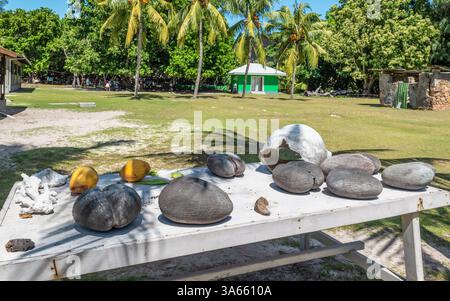 Coco de mer, double noix de coco endémique aux Seychelles. Banque D'Images