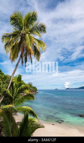Palmiers sur la plage de Mahé Island, Seychelles Banque D'Images