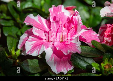 Azalée (Rhododendron) avec détail de fleurs blanches roses Banque D'Images
