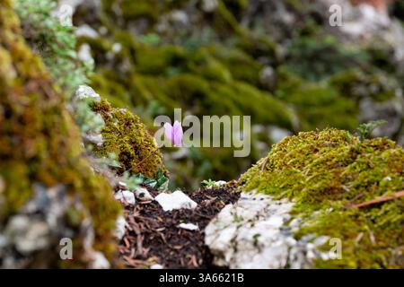 Cyclamen Graecum cyclamen (Grec) fleurs dans l'environnement naturel Banque D'Images