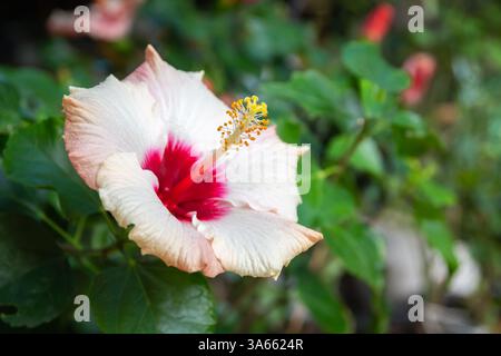 Hibiscus syriacus (rose de Sharon, République ketmia, mauve rose, St Joseph's rod, rose de Sharon) fleur de la famille des Malvacées Banque D'Images