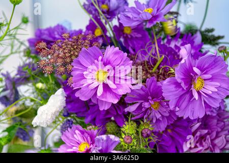 Le beau bouquet d'asters lilas en vase sur la table sur fond blanc. Banque D'Images