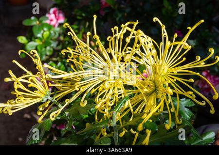 Fleurs d'araignée jaune de chrysanthème dans le jardin Banque D'Images