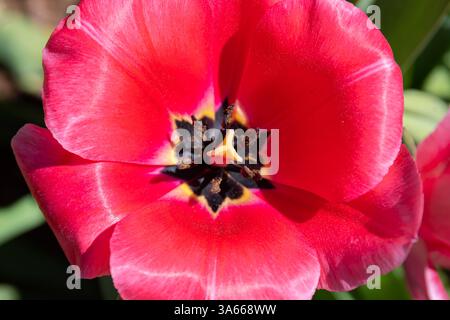 Tulipe rouge ouverte sous une lumière vive vue de dessus Banque D'Images
