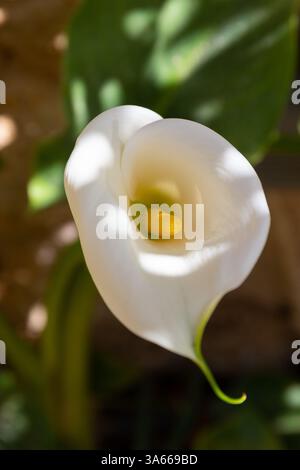 Calla Lily (Zantedeschia aethiopica) vue de dessus de fleur blanche Banque D'Images