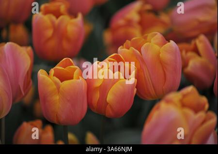 Tulipes Triumph roses et jaunes (Tulipa) Jimmy rose fleurissent dans un jardin en avril Banque D'Images