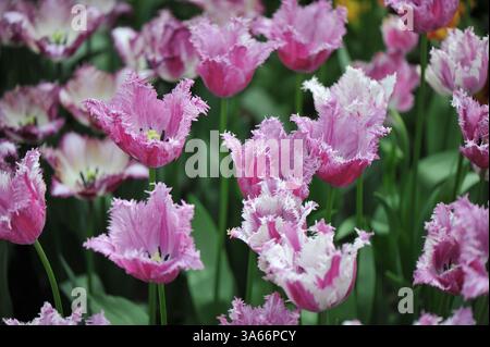 Tulipes à franges roses et blanches pourpres (Tulipa) Purple Circus fleurissent dans un jardin en avril Banque D'Images