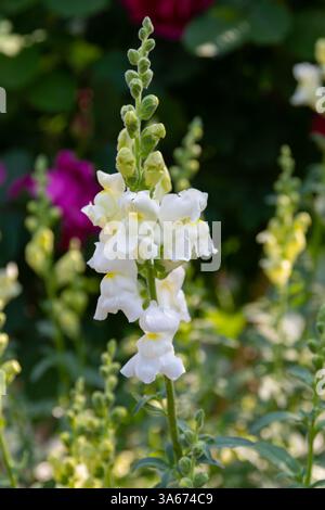Fleurs blanches d'Antirrhinum majus (Snapdragon) Banque D'Images