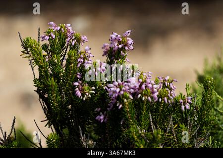 Fleurs rose vif de la bruyère Erica glabella sur un fond naturel Banque D'Images
