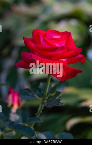 Rose rouge en pleine floraison représentée en gros plan sur un fond vert flou. Recadrage vertical. Banque D'Images