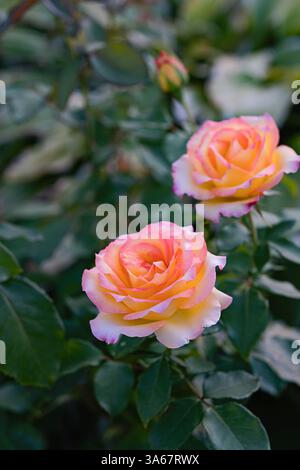 Image captivante de deux roses roses roses et jaunes vibrantes en pleine floraison sur un feuillage vert luxuriant. Recadrage vertical. Banque D'Images