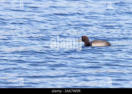Canard commun (Aythya ferina) hybride de canard touffeté (Aythya fuligula) Norfolk novembre 2024 Banque D'Images