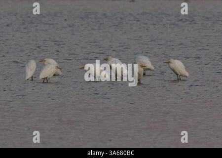 Aigle de l'Ouest (Bubulcus ibis) Norfolk octobre 2024 Banque D'Images