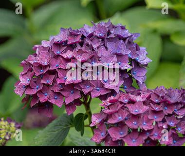 Gros plan de gouttes de pluie sur les pétales d'Hydrangea « Purple Triumph » dans un jardin britannique Banque D'Images