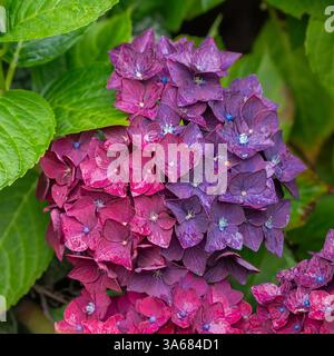 Gros plan de gouttes de pluie sur les pétales d'Hydrangea « Purple Triumph » dans un jardin britannique Banque D'Images