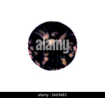 Un design complexe avec des fleurs et du feuillage stylisés, présenté dans une forme ovale, avec un fond sombre contrasté qui met en valeur les motifs délicats et lumineux. Art classique avec une touche de modernité réinventé par Artotop, ornement italien transformé Banque D'Images