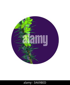 Une plante verte vibrante avec des épines pointues et des fleurs jaunes délicates se distingue sur un fond violet profond, créant un contraste visuel saisissant. Art classique avec une touche moderne réinventé par Artotop, transformé Ulex eu-nanus, Dwarf Furze Banque D'Images