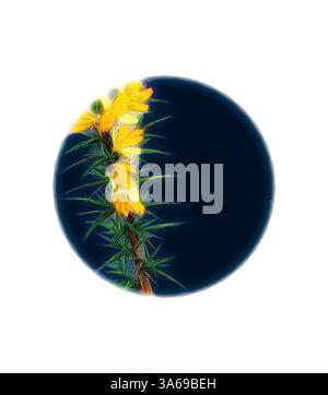 Un arrangement vibrant de fleurs jaunes contraste avec un fond profond et sombre, entouré d'un feuillage vert délicat qui ajoute texture et profondeur. Art classique avec une touche moderne réinventé par Artotop, transformé Ulex eu-nanus, Dwarf Furze Banque D'Images