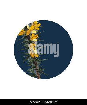 Une grappe de fleurs jaunes éclatantes émerge d'une tige verte épaisse, placée sur un fond bleu profond, créant un contraste saisissant qui met en valeur la beauté de la nature. Art classique avec une touche moderne réinventé par Artotop, transformé Ulex eu-nanus, Dwarf Furze Banque D'Images
