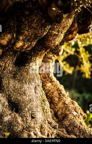 Tronc d'olivier ensoleillé avec écorce texturée et noueuse. La lumière dorée met en valeur les détails complexes, créant un atmo méditerranéen chaleureux et organique Banque D'Images