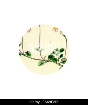 Une illustration délicate présente une branche élancée ornée de feuilles vertes éclatantes et de petites fleurs joyeuses, le tout contenu dans un cadre circulaire qui rehausse sa beauté naturelle. Art classique avec une touche moderne réinventé par Artotop, transformé Linnaea Borealis Linnaea à deux fleurs Banque D'Images