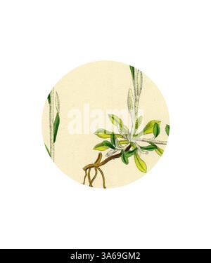 Une illustration botanique délicate met en valeur des feuilles vertes éclatantes issues de branches élancées, entourées de tons doux et naturels qui mettent en valeur les détails complexes de la structure de la plante. Art classique avec une touche moderne réinventé par Artotop, transformé Gnaphalium Dioicum Var. Genuinum Mountain Everternal Var. A Banque D'Images