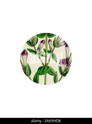 Une illustration délicate d'une plante à fleurs, avec des tiges vertes minces et des bourgeons violets vibrants, entourés de feuilles vertes luxuriantes. Art classique avec une touche moderne réinventé par Artotop, transformé Gentiana Germanica German Gentian Banque D'Images