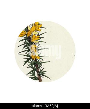 Un délicat groupe de fleurs jaune vif accompagné d'épines vertes vives, mettant en valeur la beauté des contrastes de la nature. Art classique avec une touche moderne réinventé par Artotop, transformé Ulex eu-nanus Dwarf Furze Banque D'Images