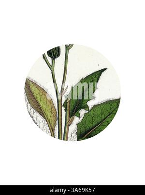 Illustration détaillée mettant en vedette une plante aux larges feuilles et une fleur en herbe, mettant en valeur des textures complexes et des formes naturelles dans des tons de vert vibrants. Art classique avec une touche de modernité réinventé par Artotop, transformé Hieracium Caesium Hawkweed Banque D'Images