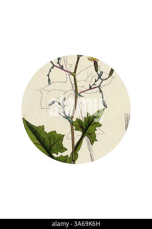 Une illustration délicate d'une plante à fleurs, avec des tiges minces et de larges feuilles vertes, sur un fond discret. Les détails complexes soulignent la forme naturelle et la beauté de la flore. Art classique avec une touche moderne réinventé par Artotop, transformé la laitue lierre Lactuca muralis Banque D'Images