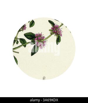 Une illustration délicate d'une plante à fleurs, avec des fleurs roses vibrantes et des feuilles vertes luxuriantes, élégamment disposées sur un fond circulaire. Art classique avec une touche moderne réinventé par Artotop, transformé Mentha Pulegium Var. Decumbens Penny-Royal Banque D'Images