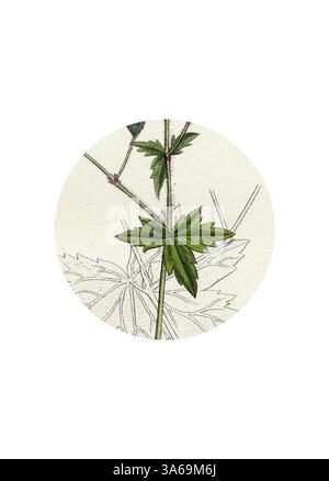 Une illustration botanique avec une feuille verte aux détails complexes, placée sur un fond légèrement texturé. Le design met en valeur la beauté naturelle et la structure de la plante. Art classique avec une touche moderne réinventé par Artotop, transformé Geranium Phaeum Dusky Crane's-Bill Banque D'Images