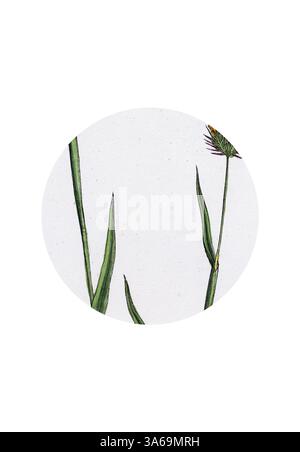 De délicates lames vertes et une fleur élancée atteignent le haut, mettant en valeur la simplicité et l'élégance de la nature dans des détails complexes. Art classique avec une touche moderne réinventé par Artotop, transformé Cynosurus Echinatus Rough Dog's-Tail-Grass Banque D'Images