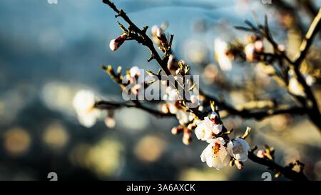 Des amandes de printemps fleurissent sur une branche d'arbre contre un paysage urbain flou. De délicats pétales blancs avec des centres roses brillent dans la lumière chaude du soleil, créant un rêve Banque D'Images