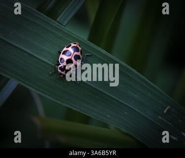 Coccinelle tachetée sur une feuille dans un cadre naturel Banque D'Images