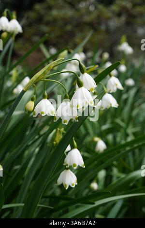 gouttes de neige blanches dans le jardin au printemps. Fleurs de Galanthus poussant dans une zone ombragée Banque D'Images